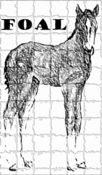 FOAL Logo