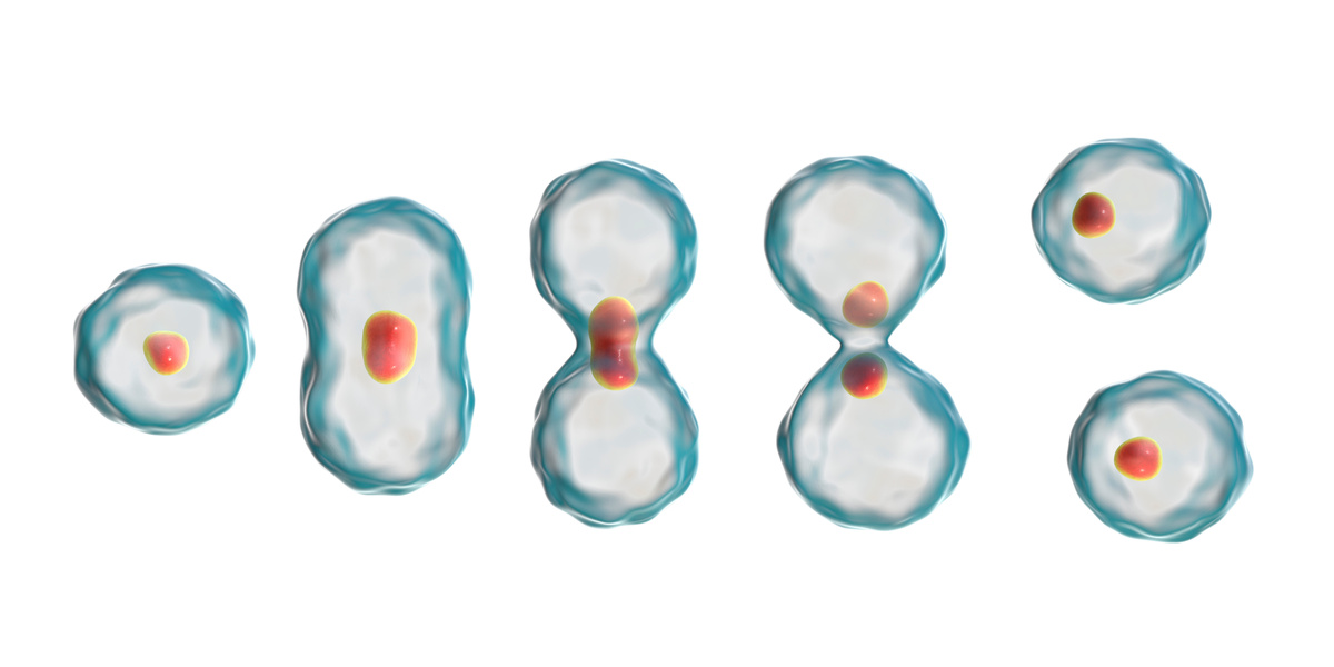 Unix Process creation is like cell division.